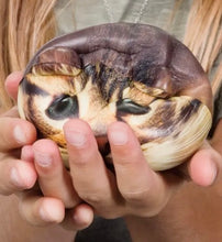 Load image into Gallery viewer, • CATSTRONAUT SQUISHY
